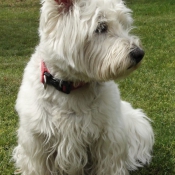 Photo de West highland white terrier