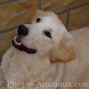 Photo de Golden retriever