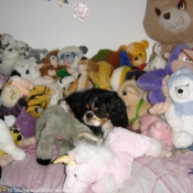 Photo de Cavalier king charles spaniel