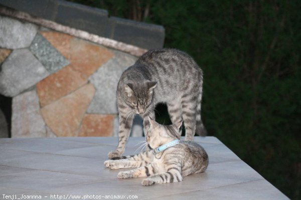 Photo de Chat domestique