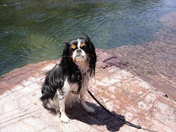 Photo de Cavalier king charles spaniel