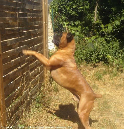 Photo de Boxer