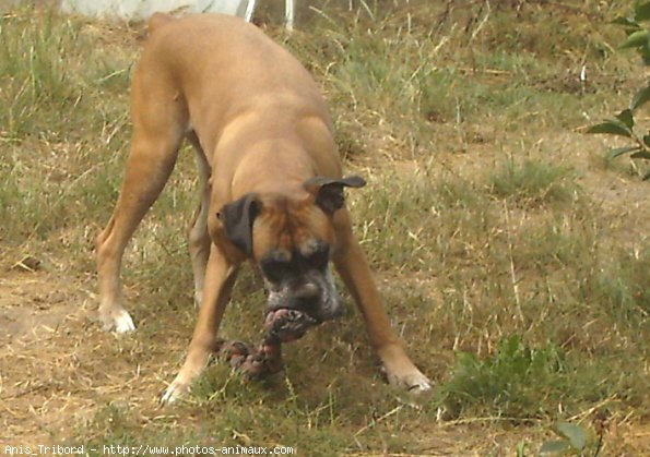 Photo de Boxer