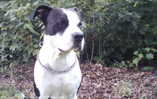 Photo d'American staffordshire terrier