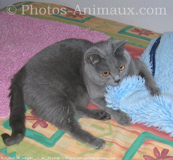 Photo de Chartreux