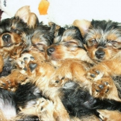 Photo de Yorkshire terrier