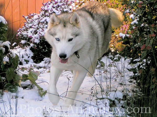 Photo de Husky siberien