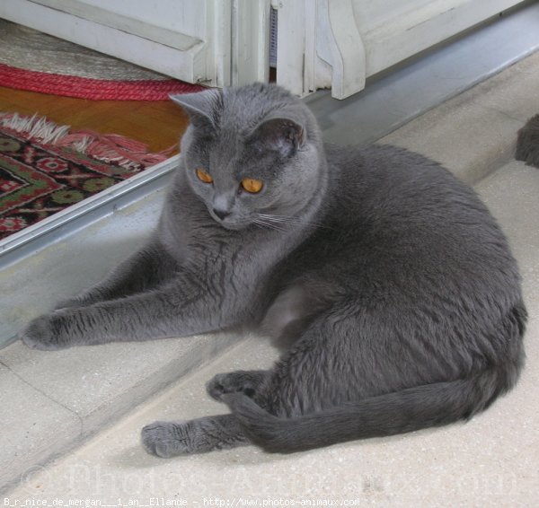 Photo de Chartreux