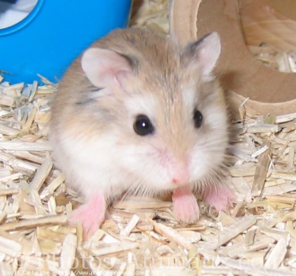 Photo de Hamster