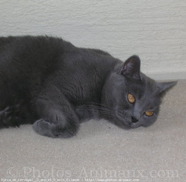 Photo de Chartreux