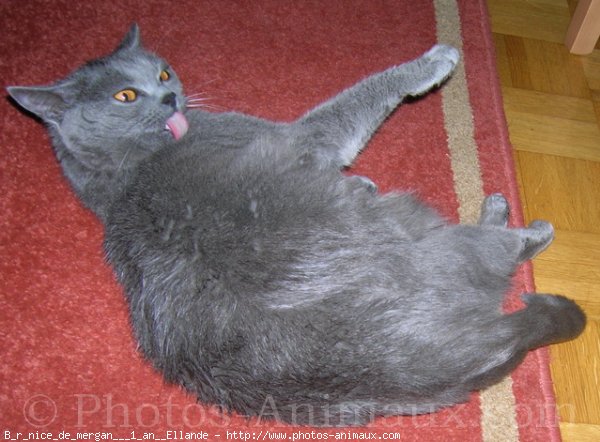 Photo de Chartreux