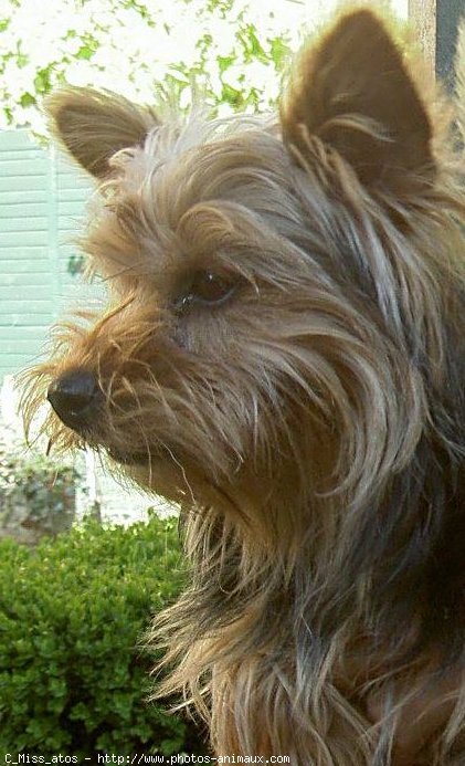 Photo de Yorkshire terrier