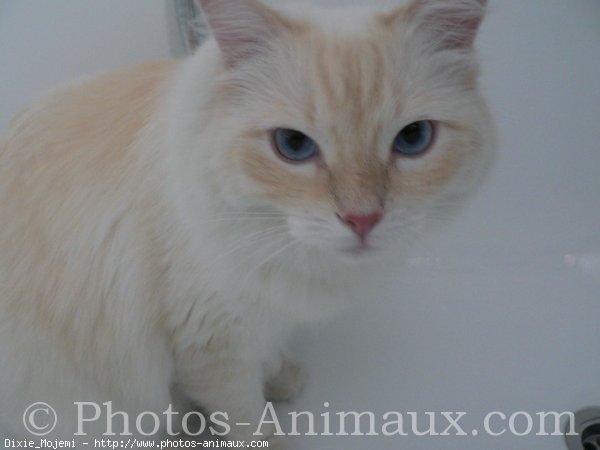 Photo de Ragdoll