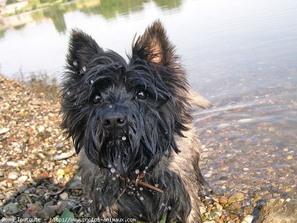 Photo de Cairn terrier