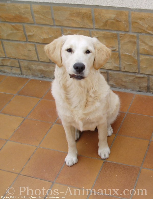 Photo de Golden retriever