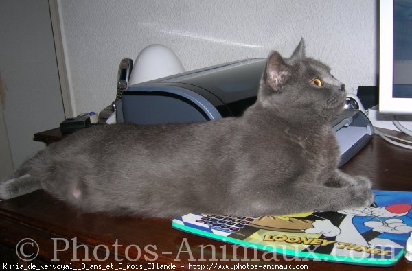 Photo de Chartreux