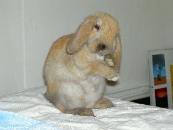 Photo de Lapin