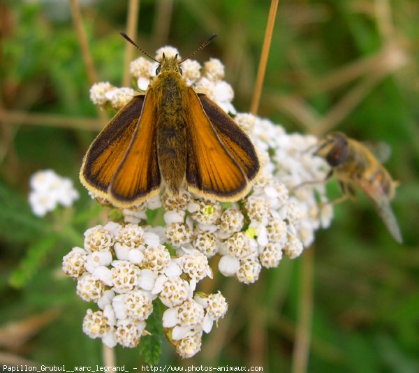 Photo de Papillon