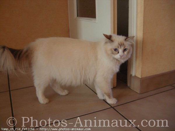 Photo de Ragdoll