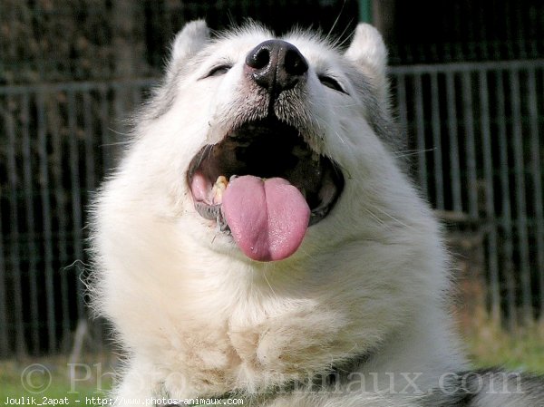 Photo de Husky siberien