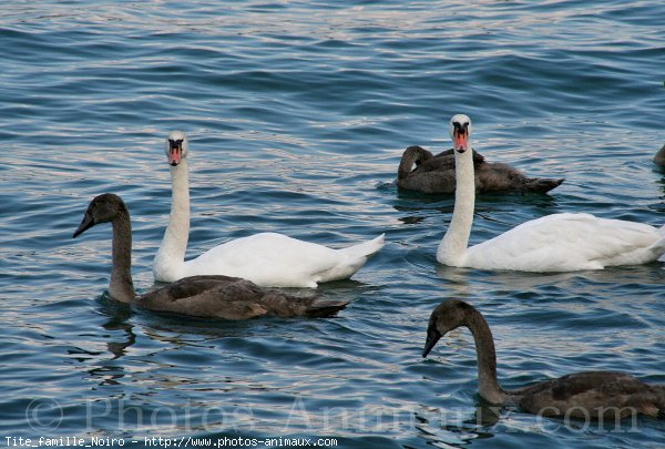 Photo de Cygne