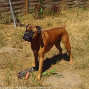 Photo de Boxer