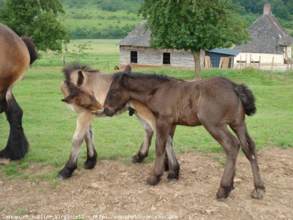 Photo d'Ardennais