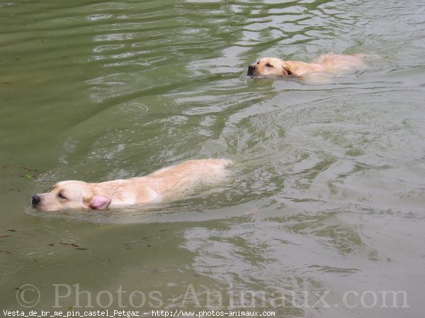 Photo de Labrador retriever