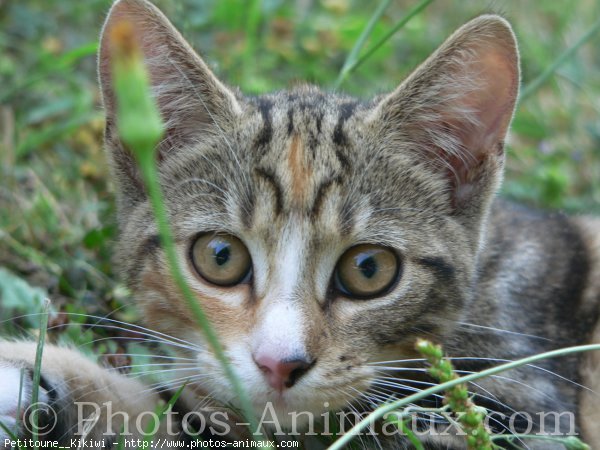 Photo de Chat domestique