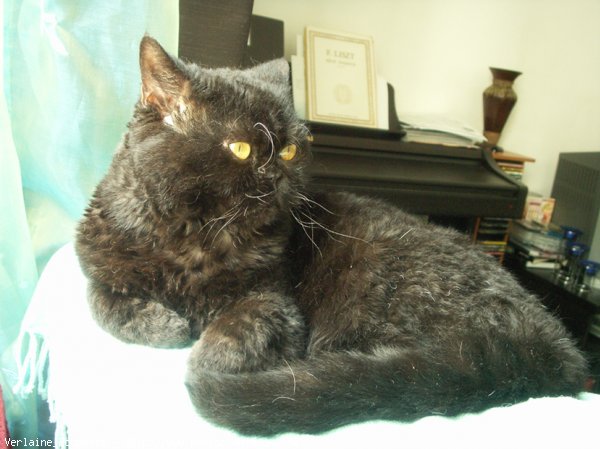 Photo de Selkirk rex poil court