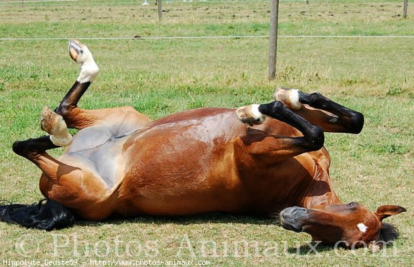 Photo de Trotteur franais