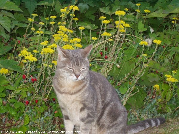 Photo de Chat domestique