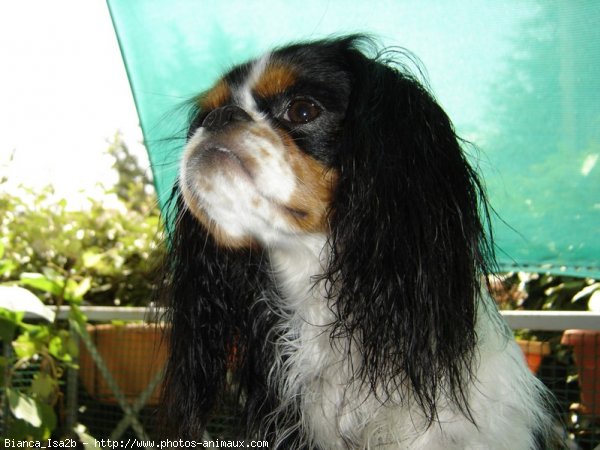 Photo de Cavalier king charles spaniel