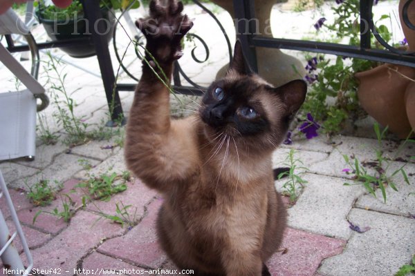 Photo de Chat domestique