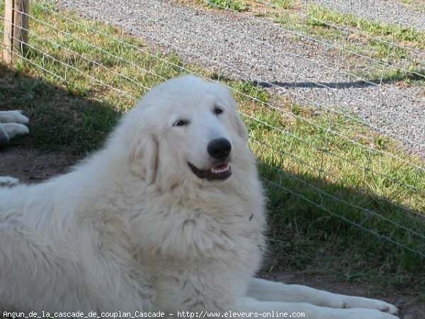 Photo de Chien de montagne des pyrnes