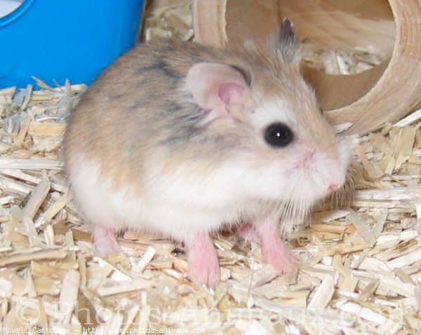 Photo de Hamster