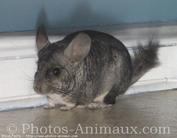 Photo de Chinchilla