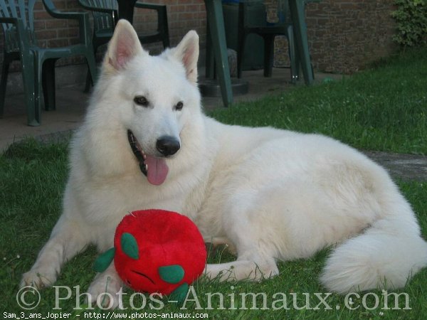 Photo de Berger blanc suisse