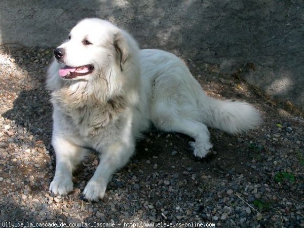 Photo de Chien de montagne des pyrnes