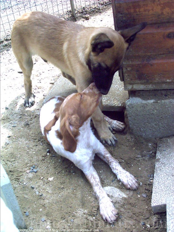 Photo de Races diffrentes