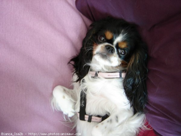 Photo de Cavalier king charles spaniel