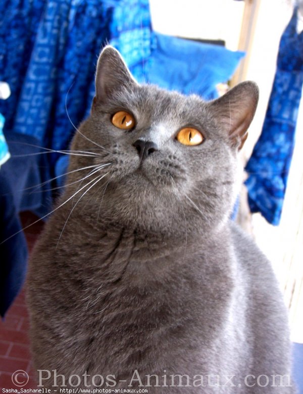 Photo de Chartreux