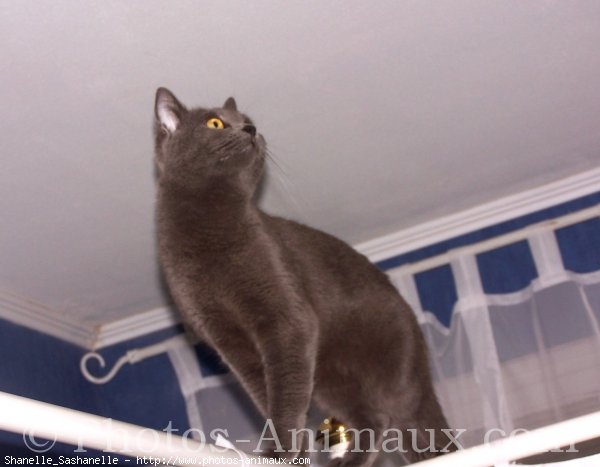 Photo de Chartreux