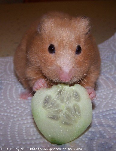 Photo de Hamster