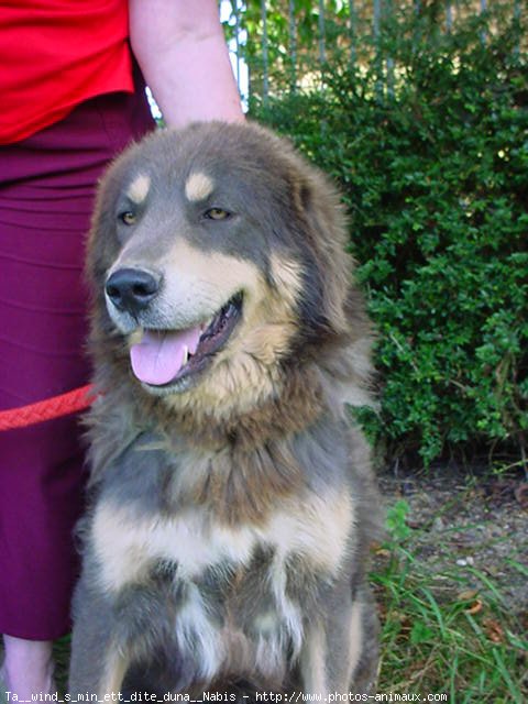 Photo de Dogue du tibet