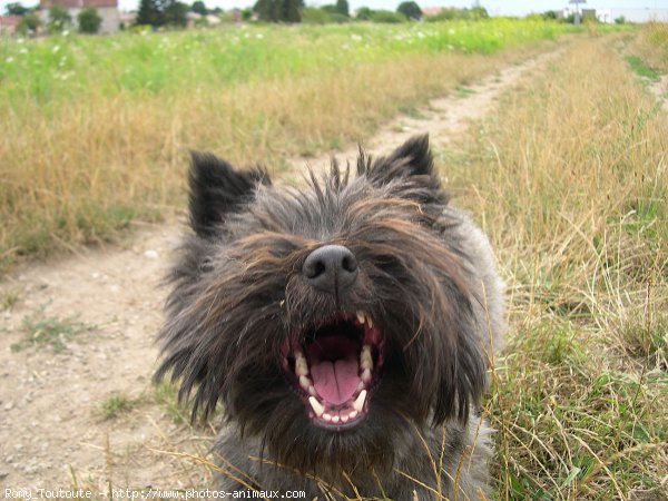 Photo de Cairn terrier