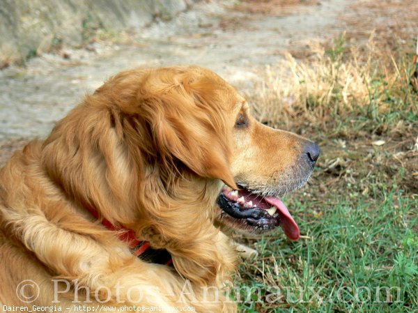 Photo de Golden retriever