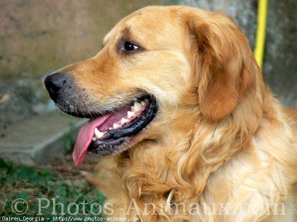 Photo de Golden retriever