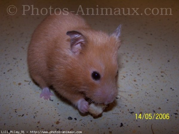 Photo de Hamster