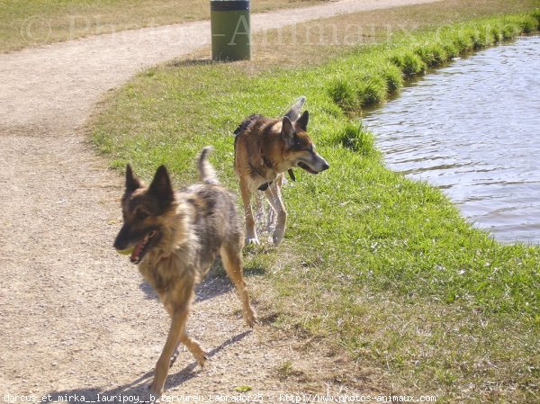 Photo de Races diffrentes